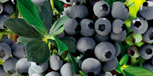Exportaciones de arándanos alcanzan récord y superan las 100 mil toneladas