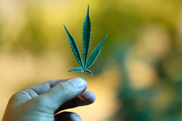 La marihuana inteligente podría ayudar a su uso medicinal