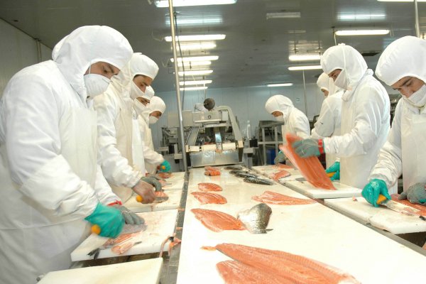 Agrosuper compensa pérdidas por gripe aviar con negocio salmonero