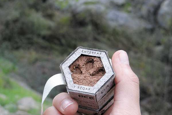 Buscan aumentar la población de abejas en Chile sembrando flores nativas