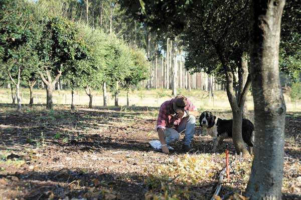 Estacionalidad y altos precios de la trufa negra impulsan nuevos productores en el mundo