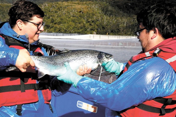 Alimento para salmones gana concurso de innovación Cargill-UC