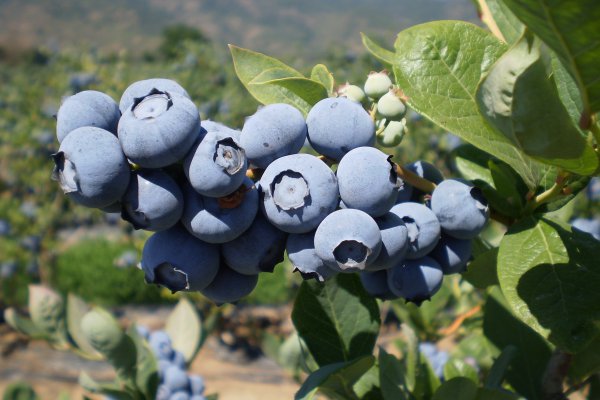 Cifra histórica: Más de 11 mil toneladas de arándanos exportados desde Chile