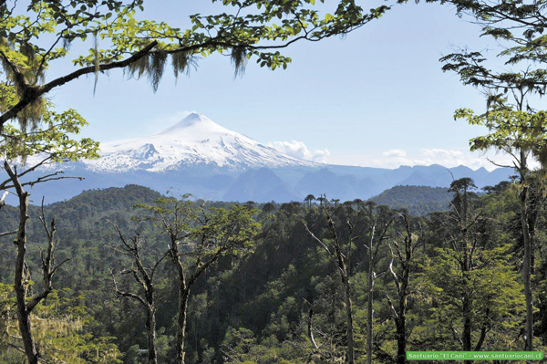 Santuario El Cañi, el modelo sustentable de bosque nativo que varios quieren imitar
