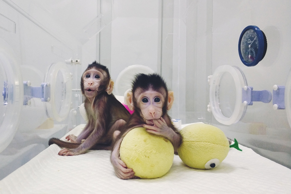 Científicos chinos que clonaron monos descartan que el siguiente paso sea con humanos