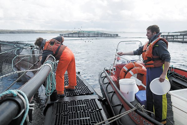 Bloom de algas: mortalidad de salmones llega a 2.450 toneladas
