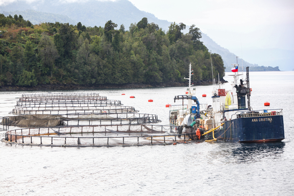 Salmón Chile dice que efectos del bloom de algas han sido menores que en 2016