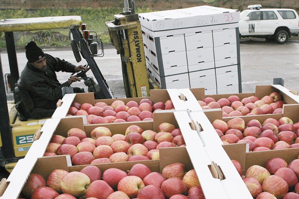 Exportaciones de fruta están 10% por sobre una temporada normal