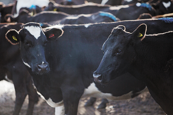 Comisión de Antidistorsiones inicia investigación en industria de la leche