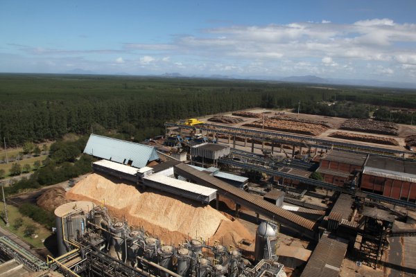 Mayores productoras mundiales de celulosa de eucalipto despejan el camino para su fusión