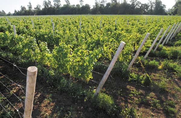 Emiliana sube resultados por mejores precios de venta