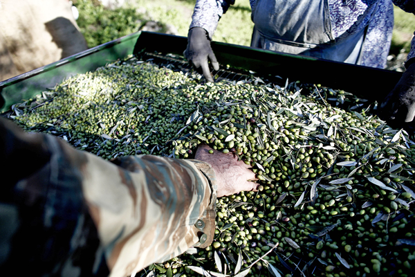 ChileOliva alerta competencia desleal en importaciones de aceite