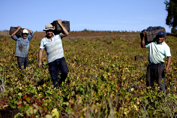 Plan de reestructuración de Concha y Toro generará ahorros por $ 18.000 millones desde 2019