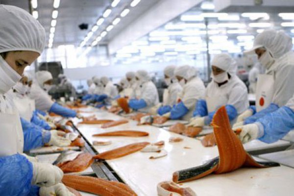 AquaChile presenta oferta para adquirir salmonera de Friosur en unos US$ 200 millones
