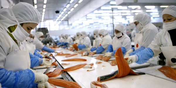 Mayor volumen de ventas de Salmón del Atlántico impulsó ingresos de Multiexport en primer trimestre
