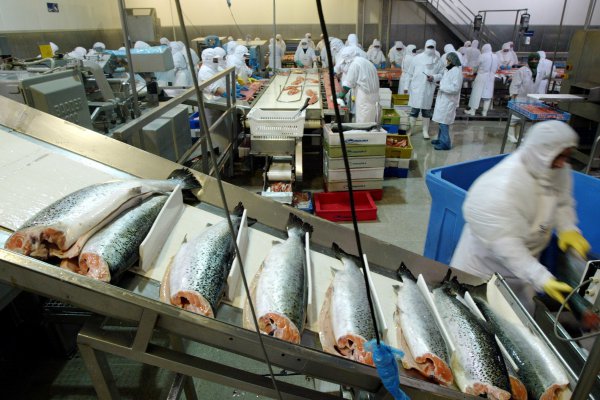 Salmones Camanchaca registra alza de 143% en su utilidad del primer trimestre del año