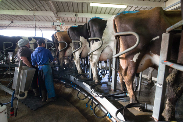 Mercado de la leche nuevamente en investigación