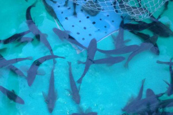 Fundación Chile comprueba potencial del róbalo como biocontrolador