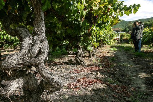 El plan del grupo Angelini para hacer del valle del Itata el nuevo Colchagua