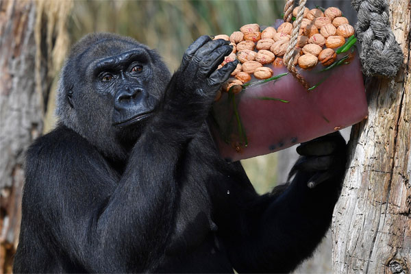 China lanza un centro de investigación para la clonación de primates