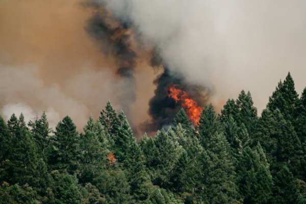 <p>FNE acusa ante el TDLC cartel de empresas de combate y extinción de incendios forestales</p>
