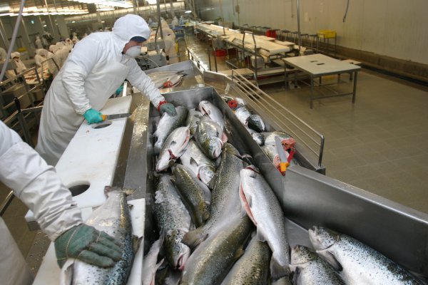 <p>AquaChile aprueba aumento de capital por US$ 340 millones</p>