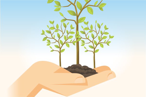 Después de los incendios, una propuesta innovadora de reforestación