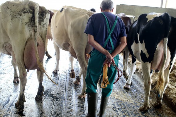 ¿Qué hay de cierto en las campañas virales sobre la leche?