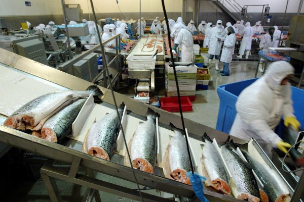 Marine Harvest cierra positivo segundo trimestre impulsado por desempeño histórico en Chile