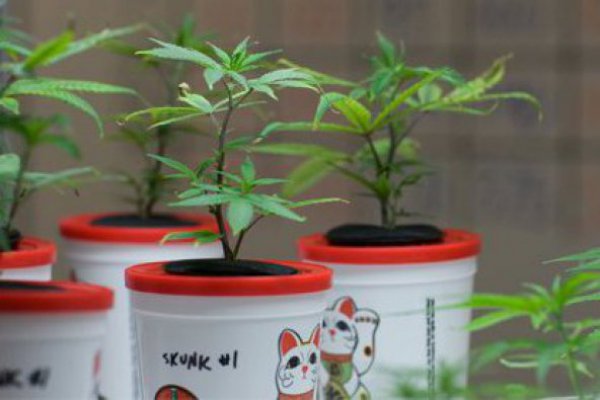 Cae el Alberto Chang de la marihuana en Estados Unidos