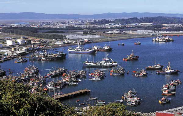 Senado aprueba fin de la pesca de arrastre para la captura de la jibia