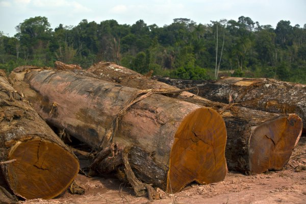 Cómo los paraísos fiscales financian la pesca ilegal y deforestación