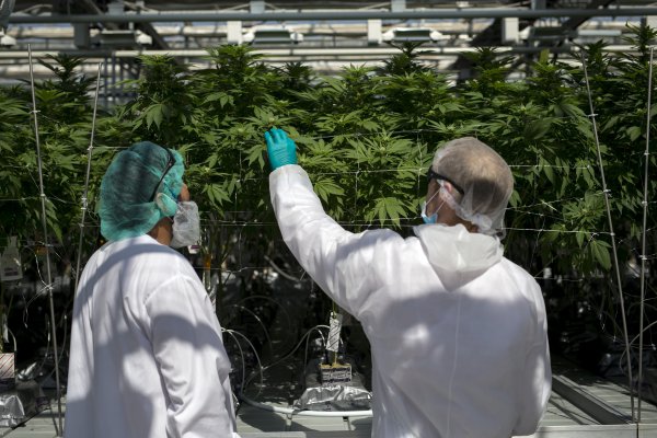Cannabis desplaza a criptomonedas como nuevo frenesí especulativo