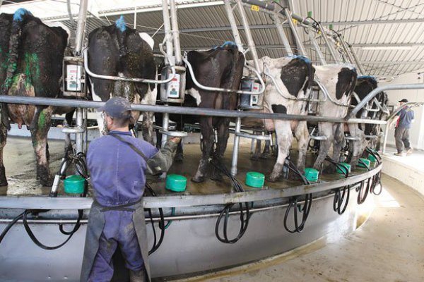 Revisan salvaguardias en mercado lechero