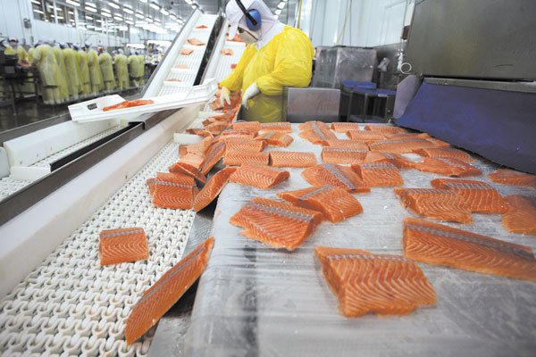 Fuga de salmones de Marine Harvest llega al New York Times