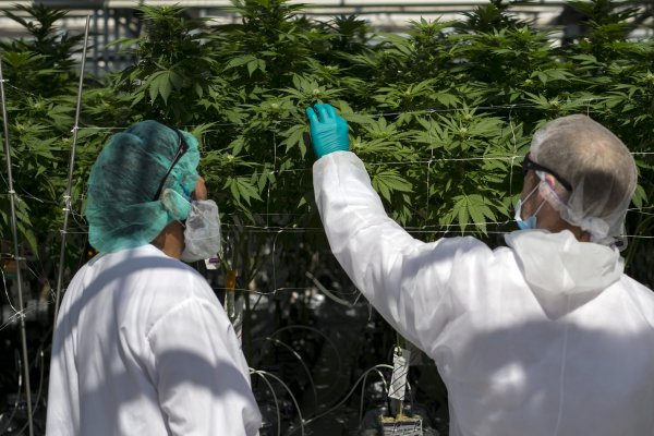 Canadá pide calma: habrá suficiente marihuana para cubrir la demanda