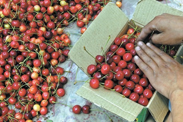 Exportaciones de cerezas y arándanos baten récord de la mano de China