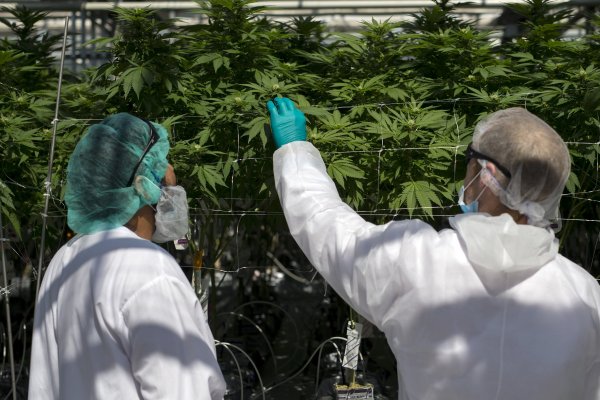 Firma uruguaya de cannabis evalúa su apertura a bolsa