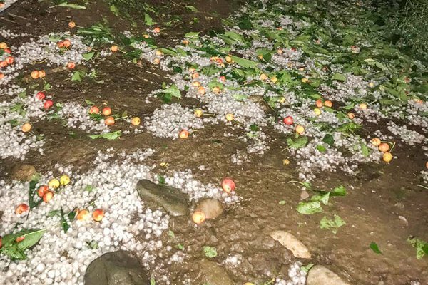 Asoex prevé caída en 5% de exportaciones de cerezas tras frente de mal tiempo