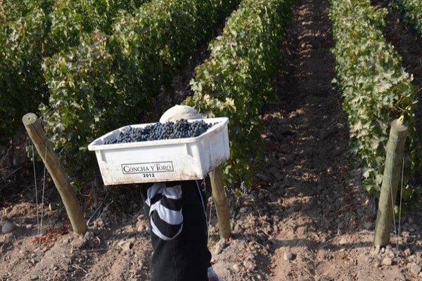 Concha y Toro concluirá después de dos años plan de reestructuración