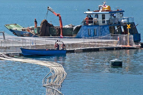 Salmoneras equiparan precios con Noruega gracias a eficiencias productivas