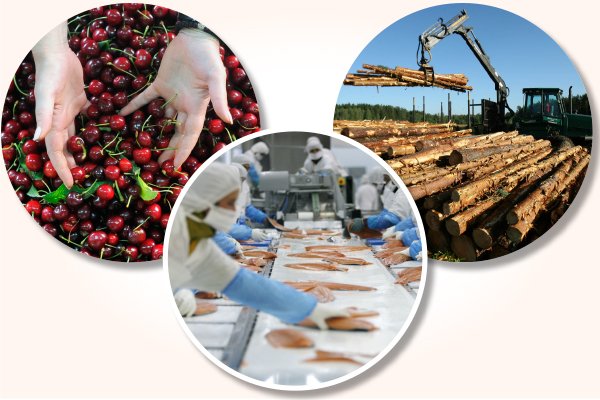 No solo del cobre vive Chile: salmones, ciruelas y celulosa registran exportaciones históricas