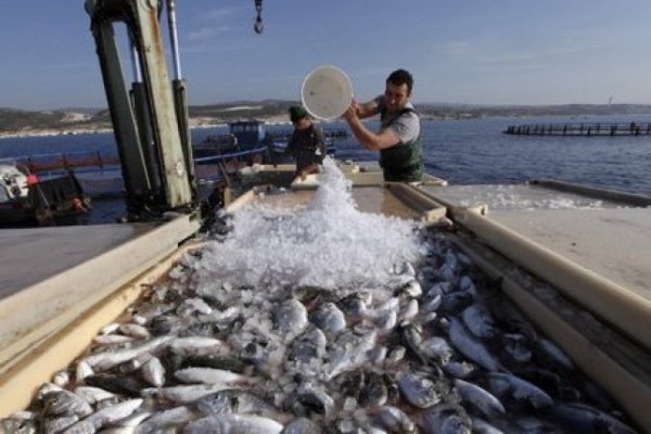 Perú pesca menos anchoveta que Chile: Industria peruana alertó por impacto de cambio regulatorio