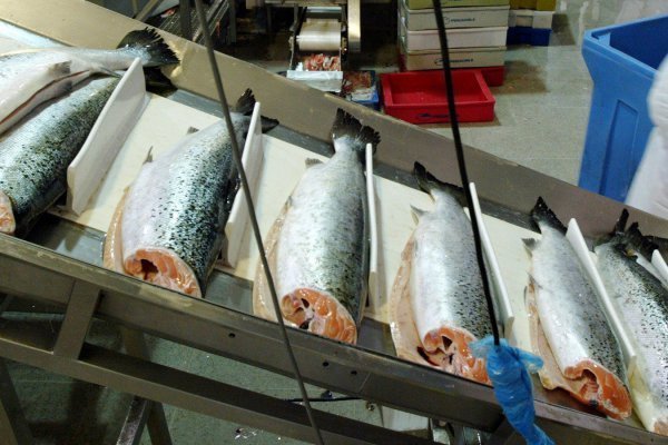 Marine Harvest recurre al TC: busca dejar sin efecto la entrega de cifras sobre uso de antibióticos en salmones