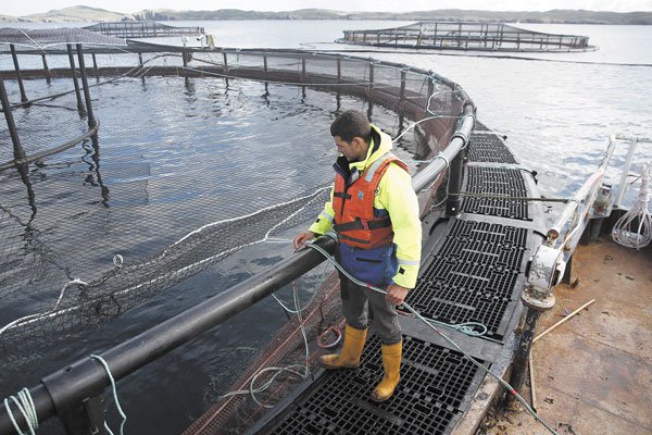 Marine Harvest cambia nombre en Chile