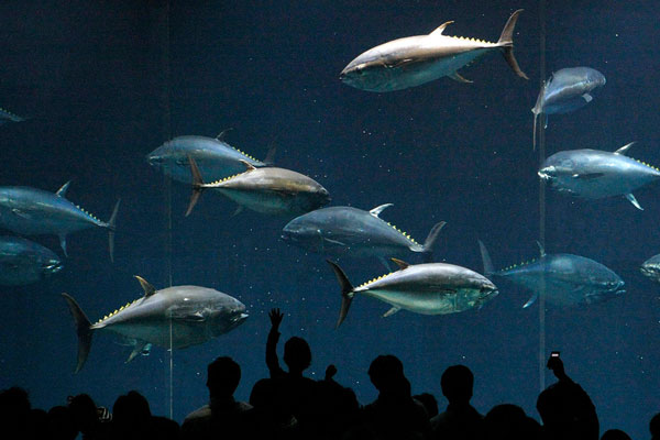 Acuario de Tokio pide permiso para capturar especies en Coquimbo