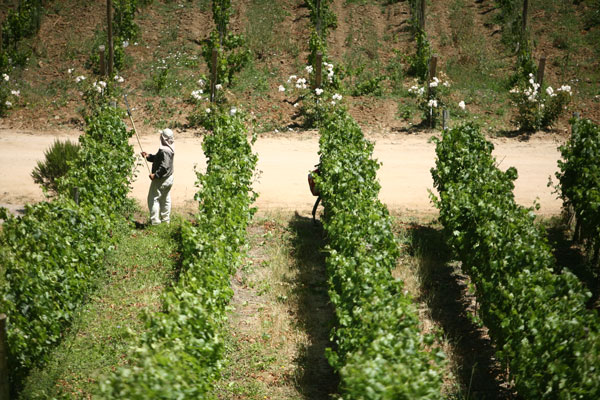 <p>Viñas boutique buscan consolidarse en Asia y EEUU y activan nuevas inversiones</p>