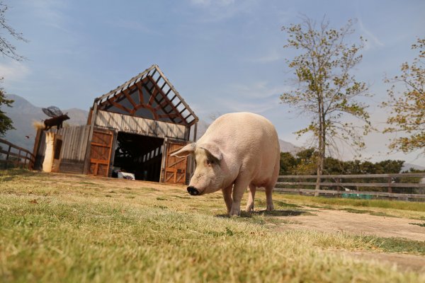 ¿Necesita arrendar un campo? Contáctese con el Airbnb agrícola