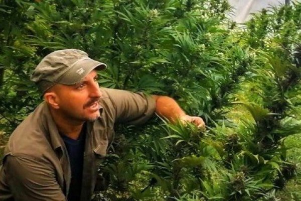Cannabis medicinal: cultivos en Perú podrían generar ingresos de US$ 1 millón por hectárea
