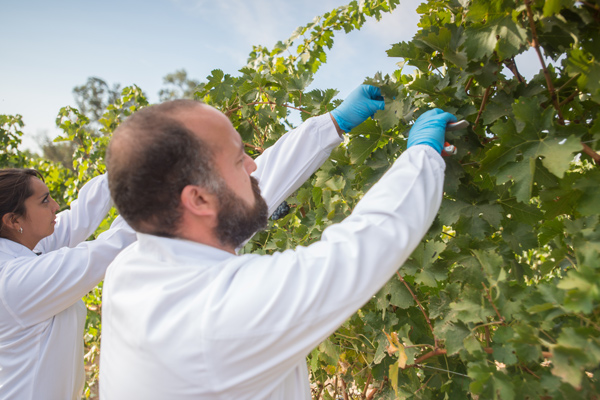 5 innovaciones que cambiarán la industria del vino chileno